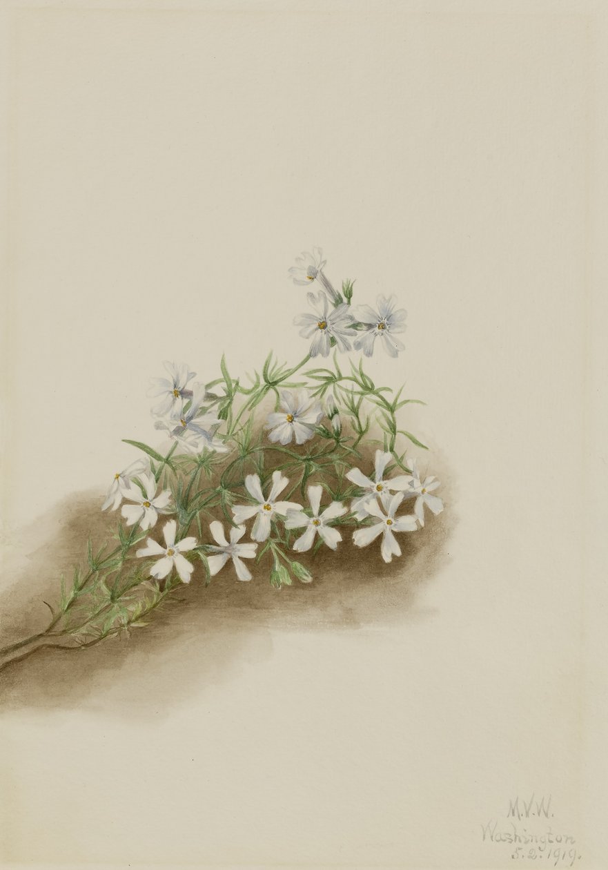  by Mary Vaux Walcott
