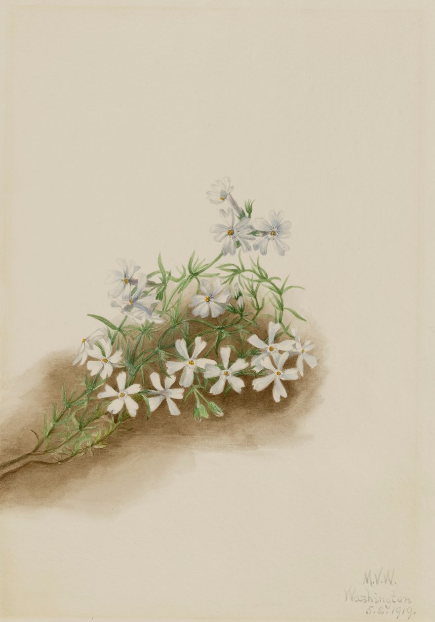 Moss Pink Phlox subulate, 1919. by Mary Vaux Walcott