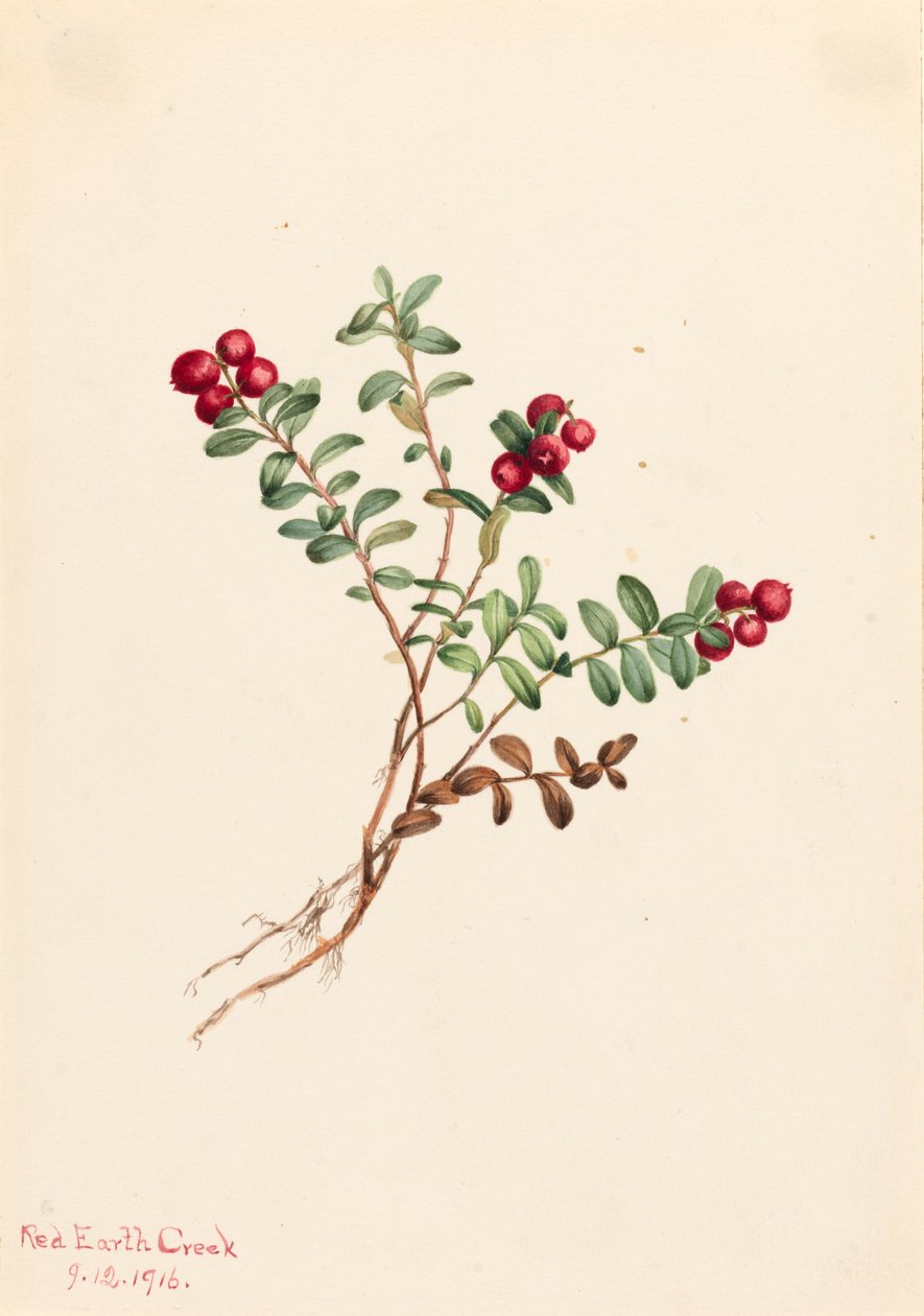 Dağ Kızılcık Vaccinium vitisdaea eksi, 1916. by Mary Vaux Walcott
