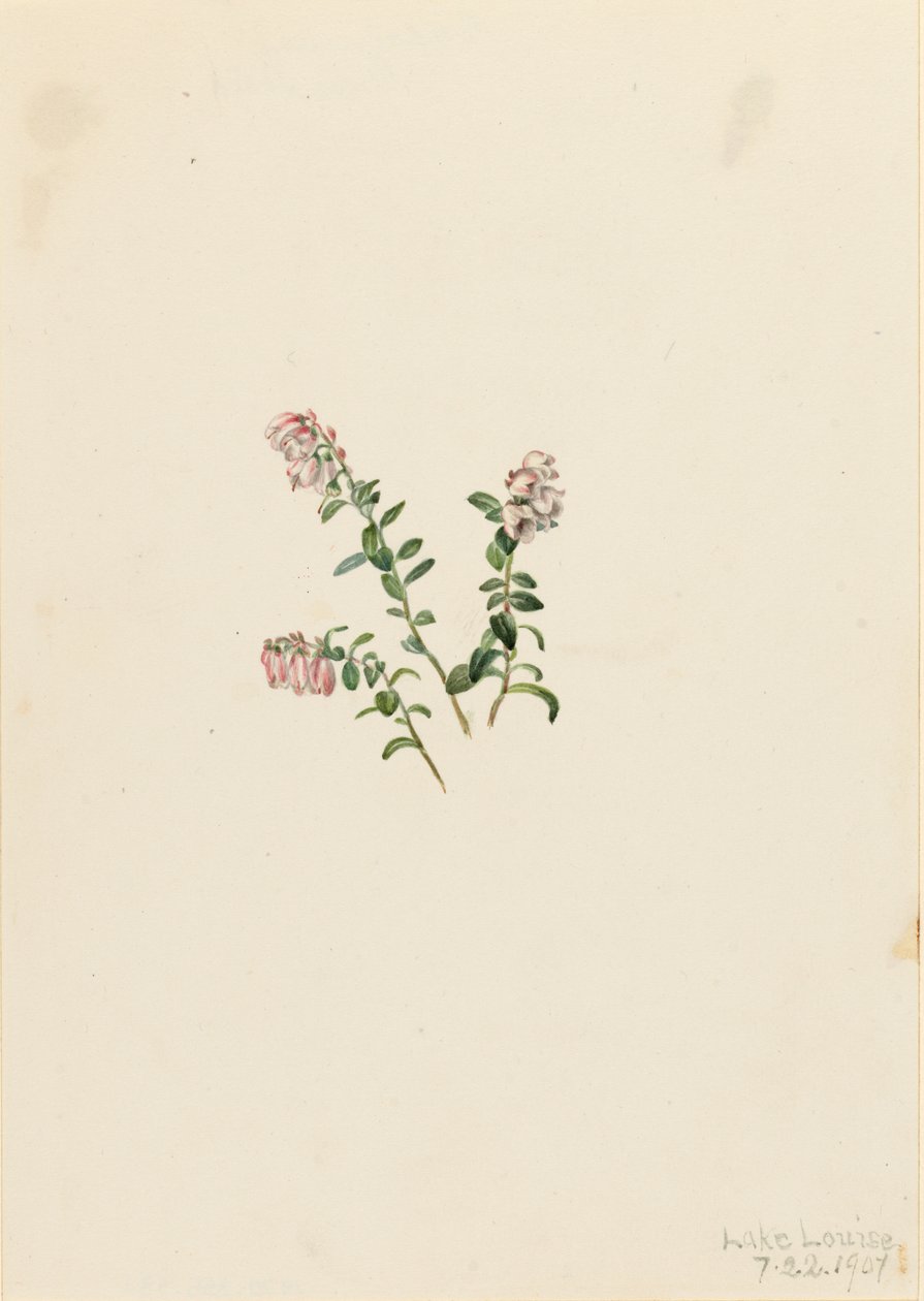 Dağ Kızılcık Vaccinium vitisidaea eksi, 1907. by Mary Vaux Walcott