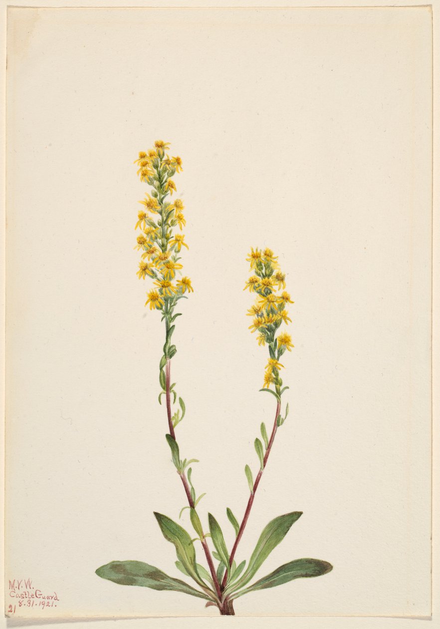  by Mary Vaux Walcott