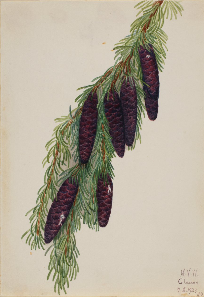 Dağ Hemlock Tsuga mertensiana, 1923. by Mary Vaux Walcott