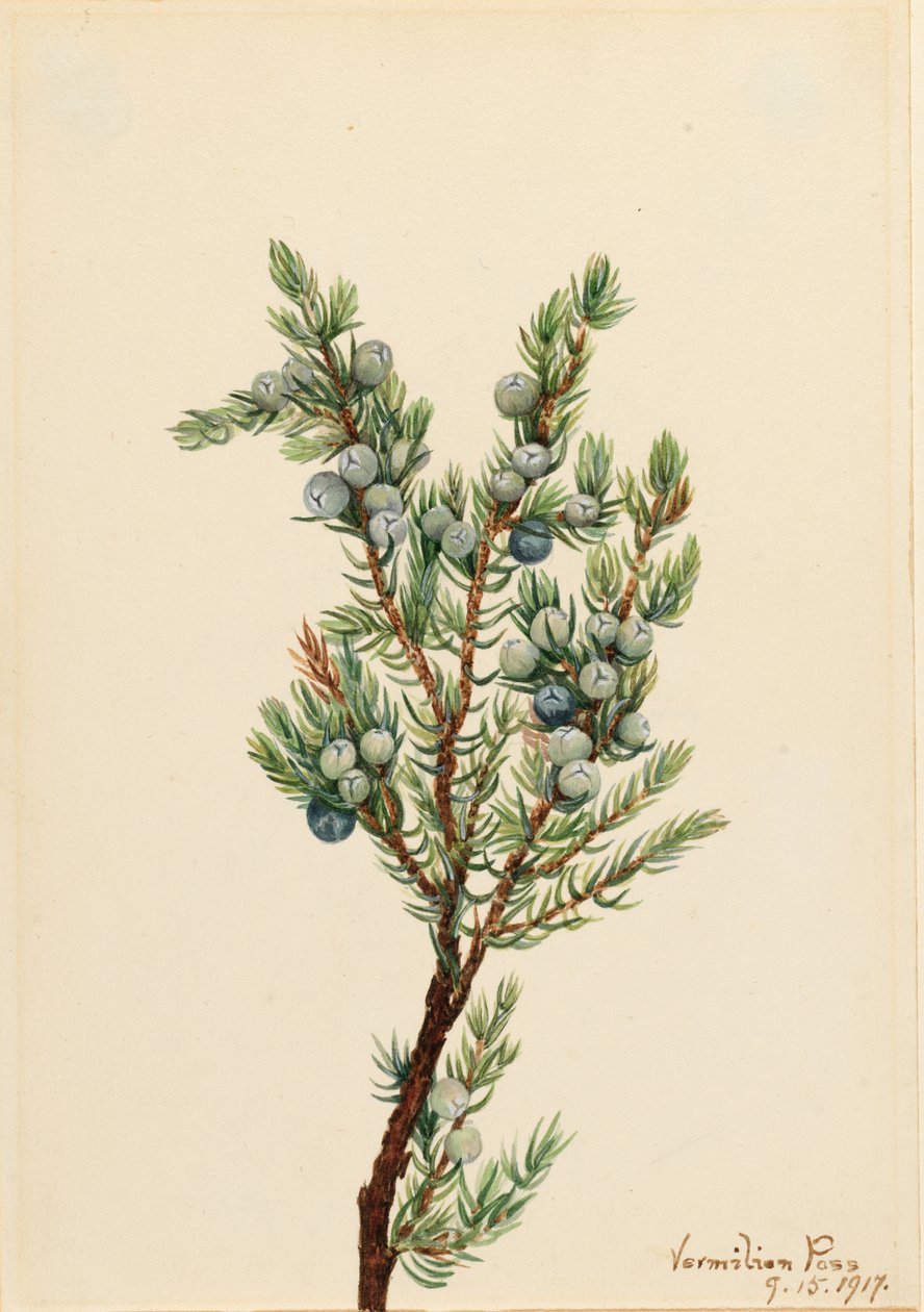  by Mary Vaux Walcott