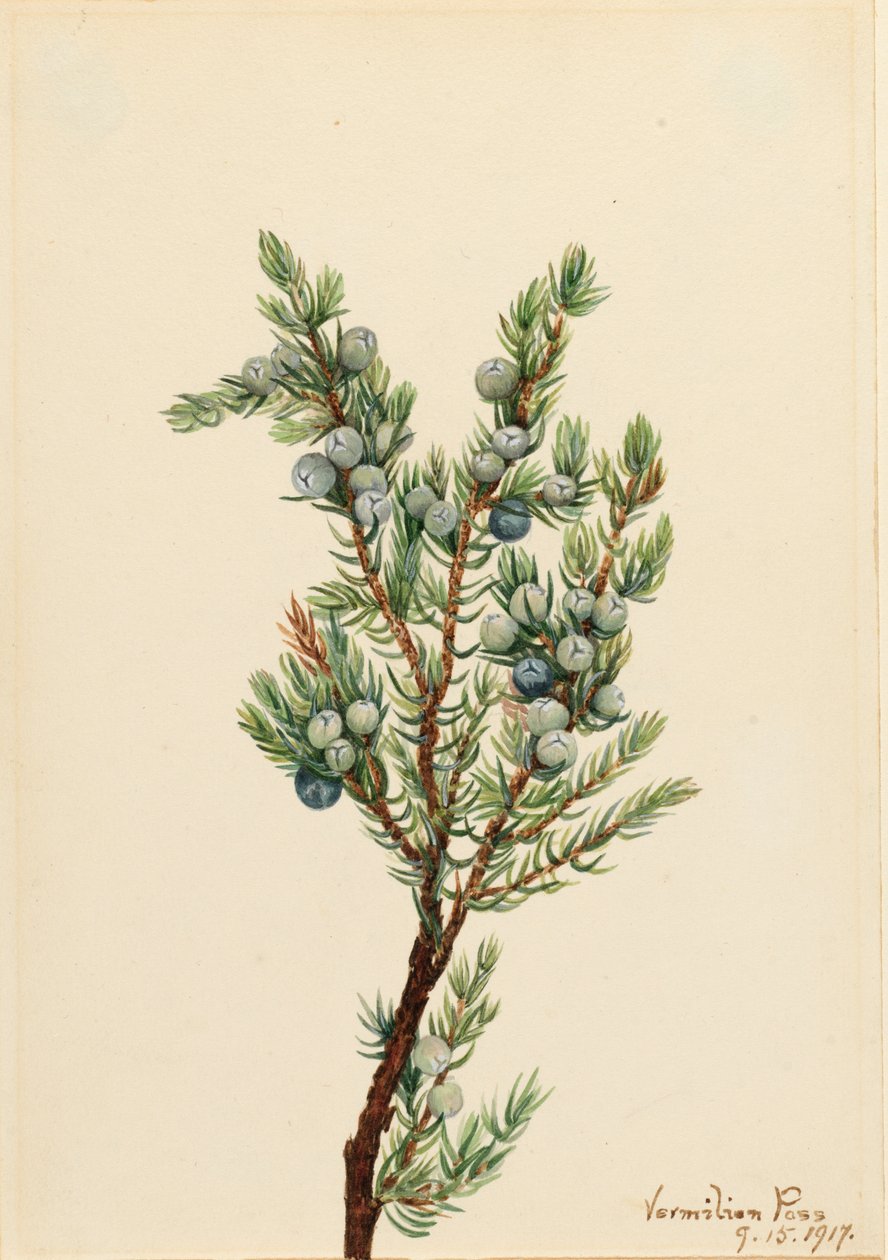Dağ Ardıç Juniperus sibirica, 1917. by Mary Vaux Walcott