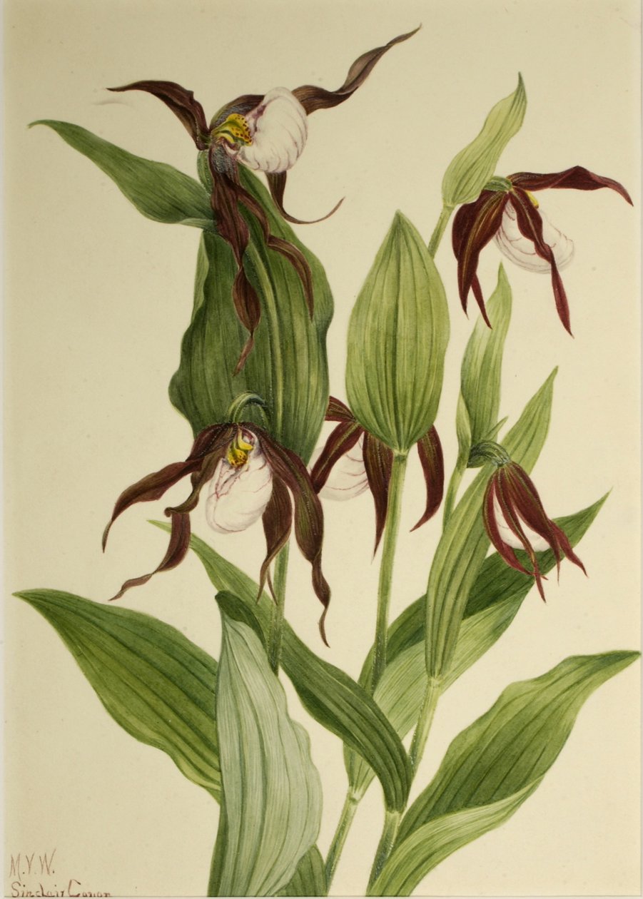  by Mary Vaux Walcott
