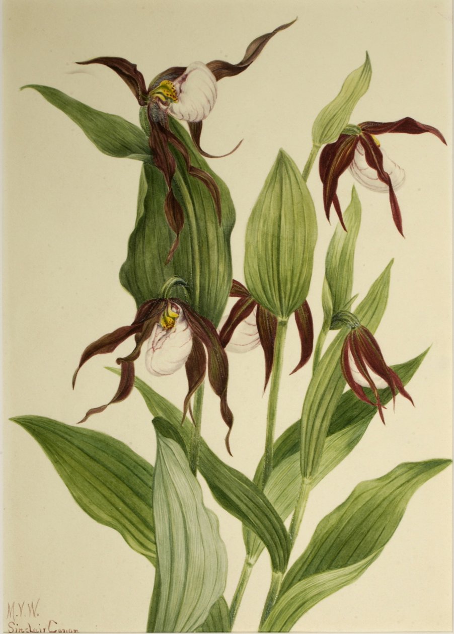 Dağ Hanımının Terliği Cypripedium montanum, 1923. by Mary Vaux Walcott
