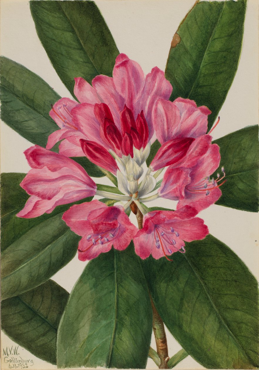  by Mary Vaux Walcott