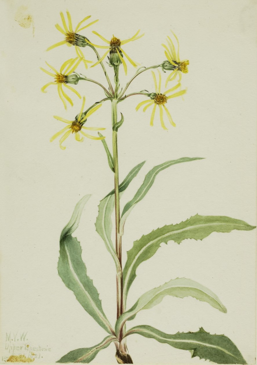  by Mary Vaux Walcott