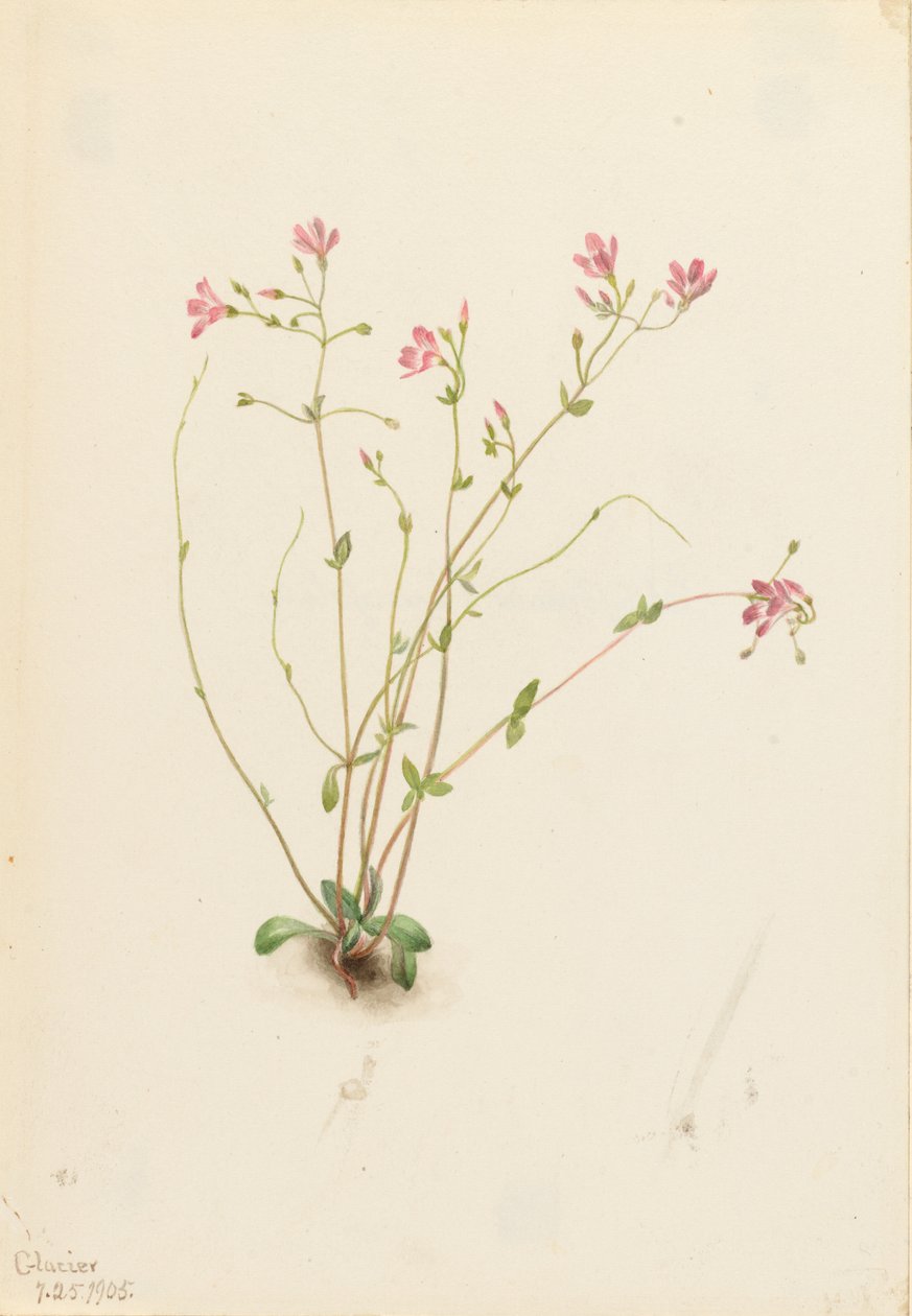  by Mary Vaux Walcott