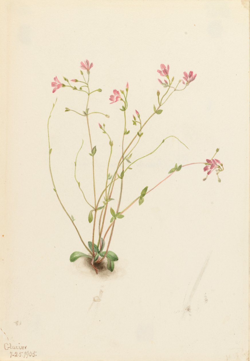 Naiad Bahar Güzeli Claytonia parvifolia, 1905. by Mary Vaux Walcott