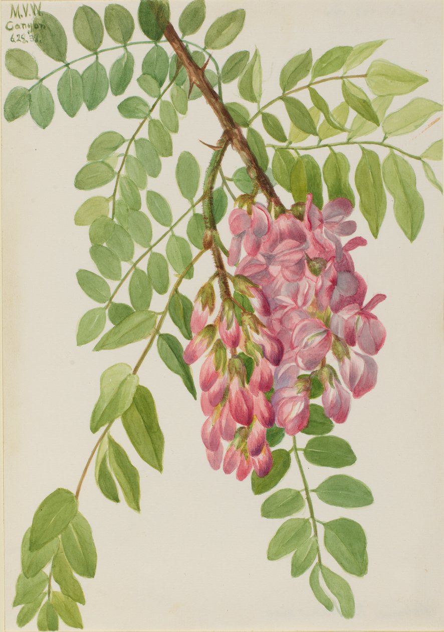 Yeni Meksika Çekirge Robinia neomexicana, 1938. by Mary Vaux Walcott