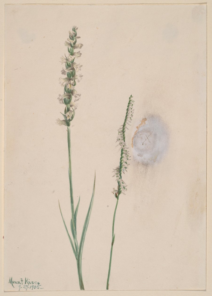  by Mary Vaux Walcott