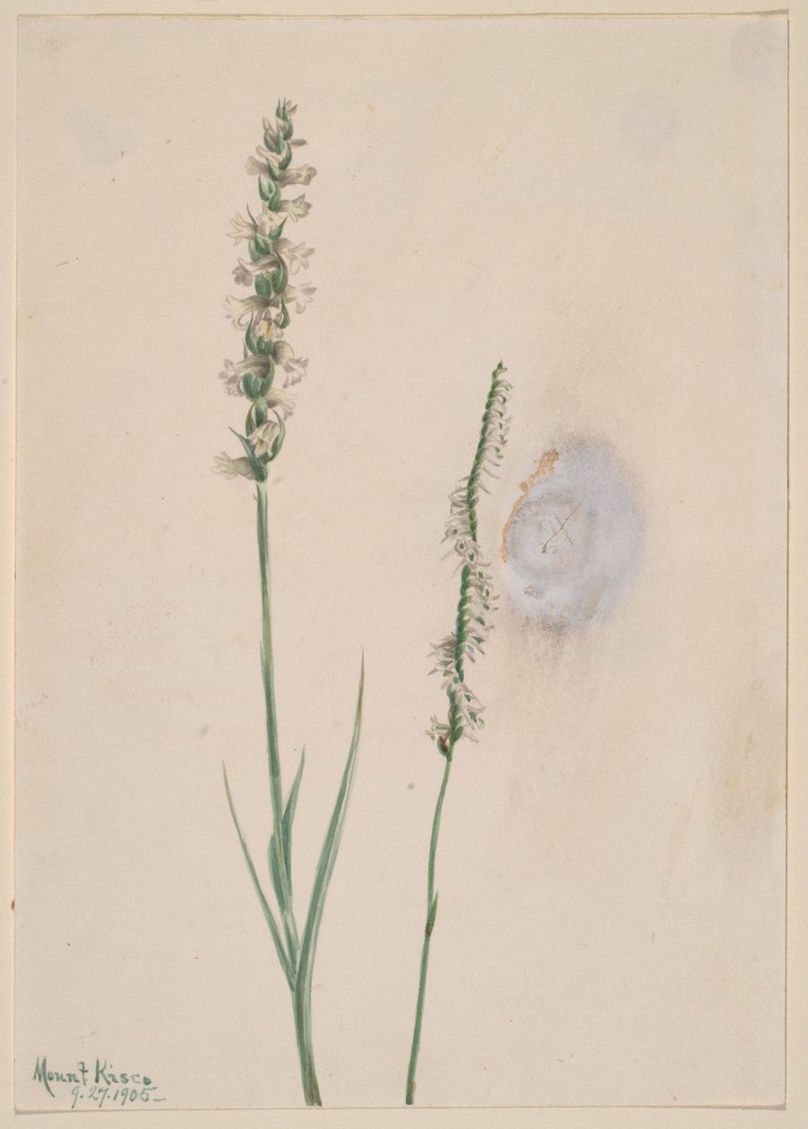 Başını sallayan Bayanlar-Tress Ibidium cernum, 1905. by Mary Vaux Walcott