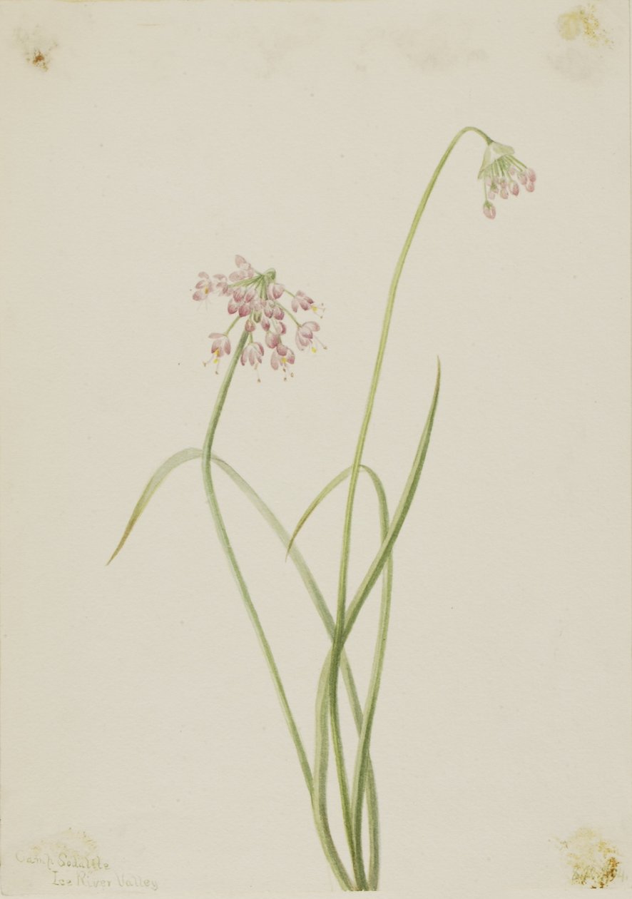  by Mary Vaux Walcott