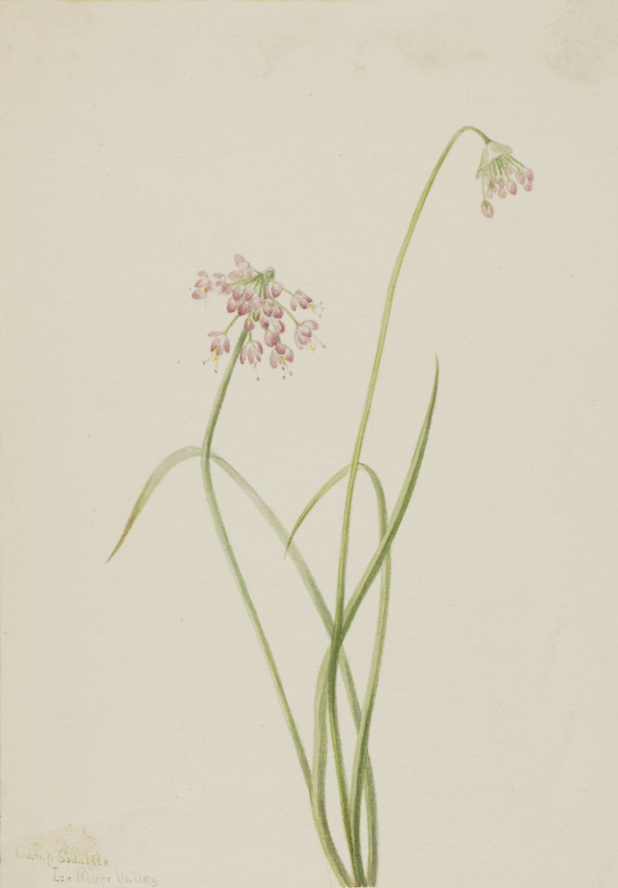 Soğan Allium cernuum başını sallayarak, 1901. by Mary Vaux Walcott