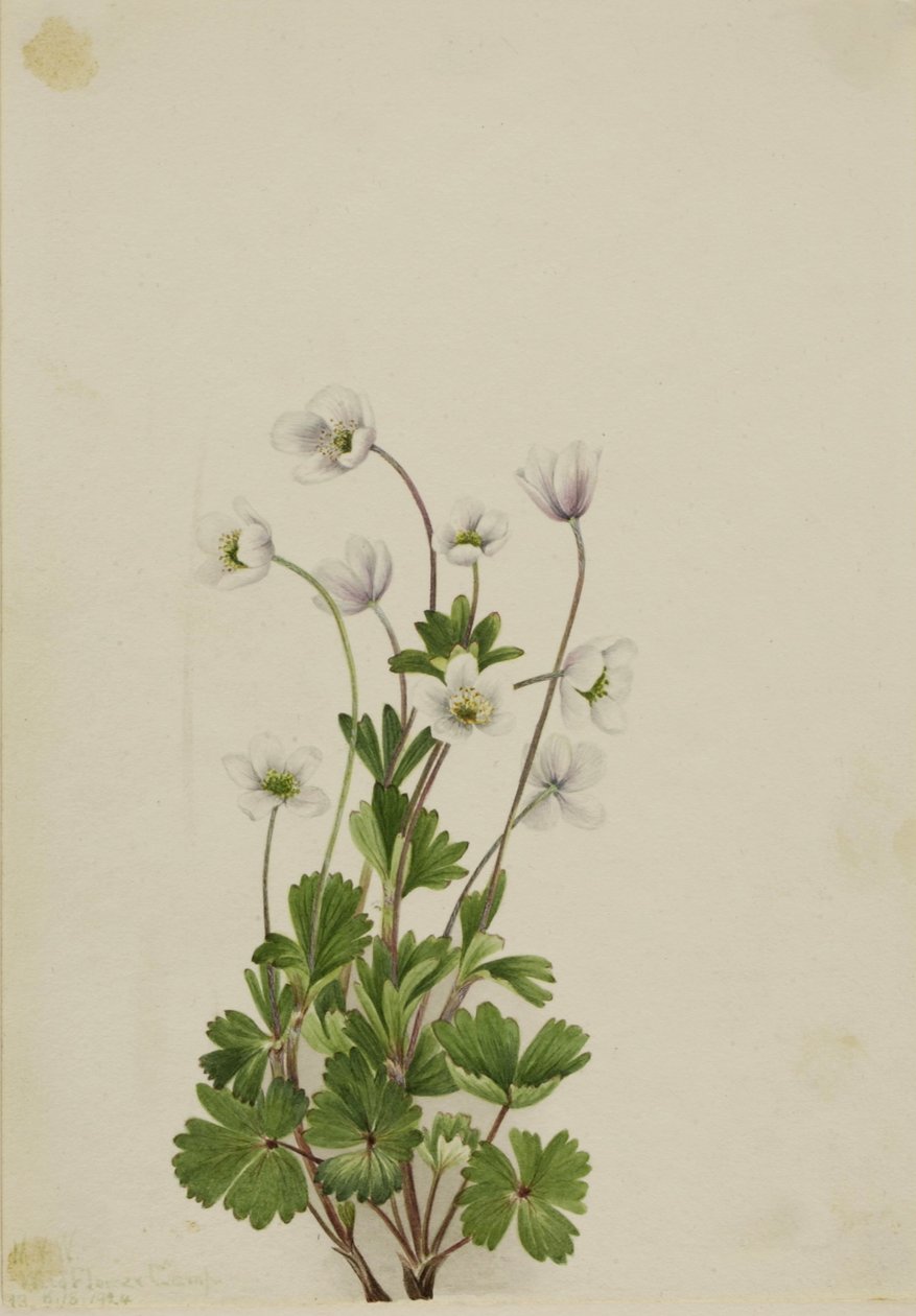  by Mary Vaux Walcott