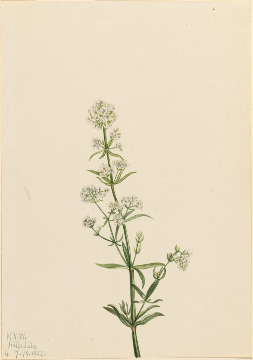  by Mary Vaux Walcott