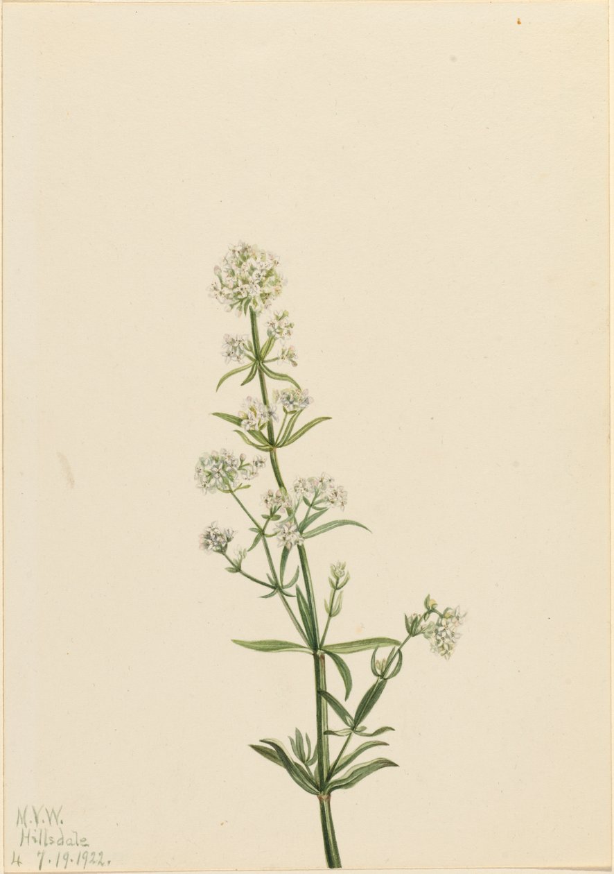 Kuzey Karyola Galium boreale, 1922. by Mary Vaux Walcott