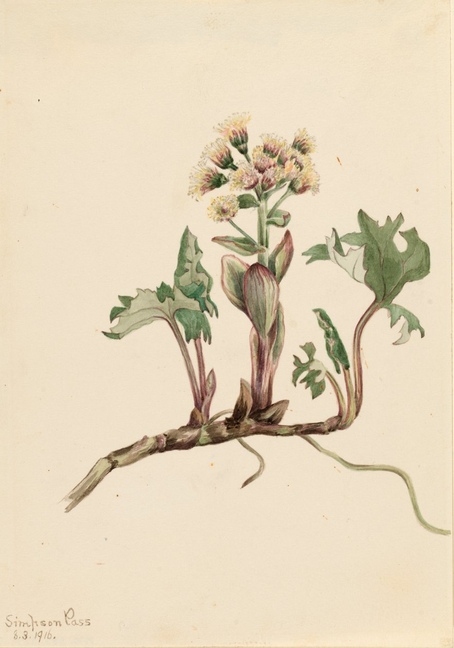 Kuzey Butterbur Petasites hyperboreus, 1916. by Mary Vaux Walcott