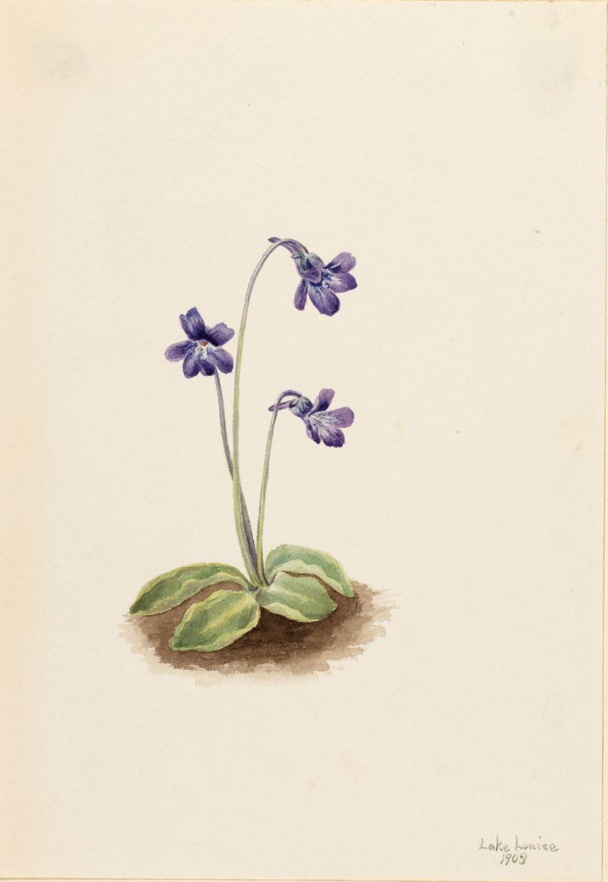  by Mary Vaux Walcott