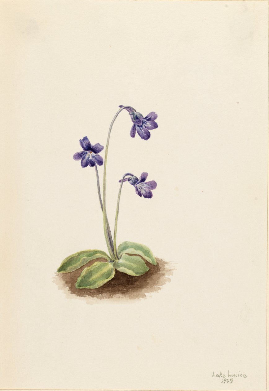 Kuzey Butterwort Pinguicula vulgaris, 1903. by Mary Vaux Walcott