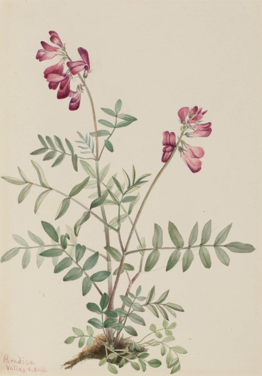  by Mary Vaux Walcott