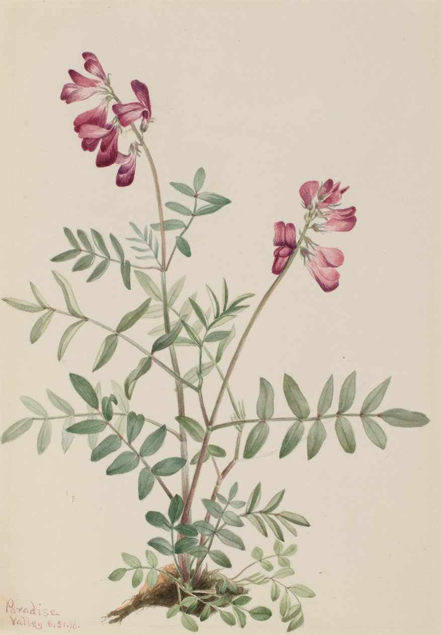 Kuzey Hedysarum Hedysarum boreale, 1916 by Mary Vaux Walcott