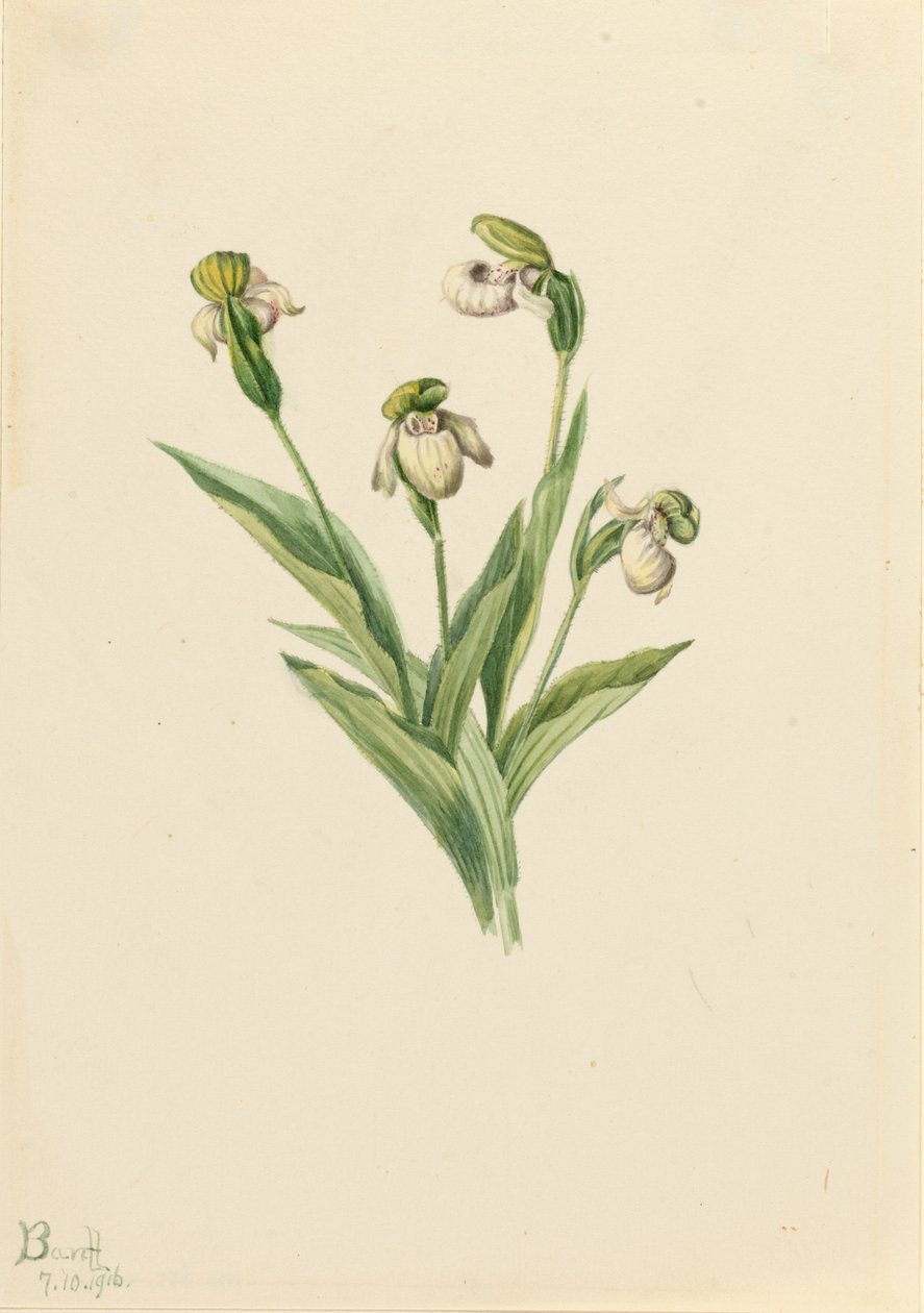 Kuzey Hanımın Terliği Cypripedium passerinum, 1916. by Mary Vaux Walcott