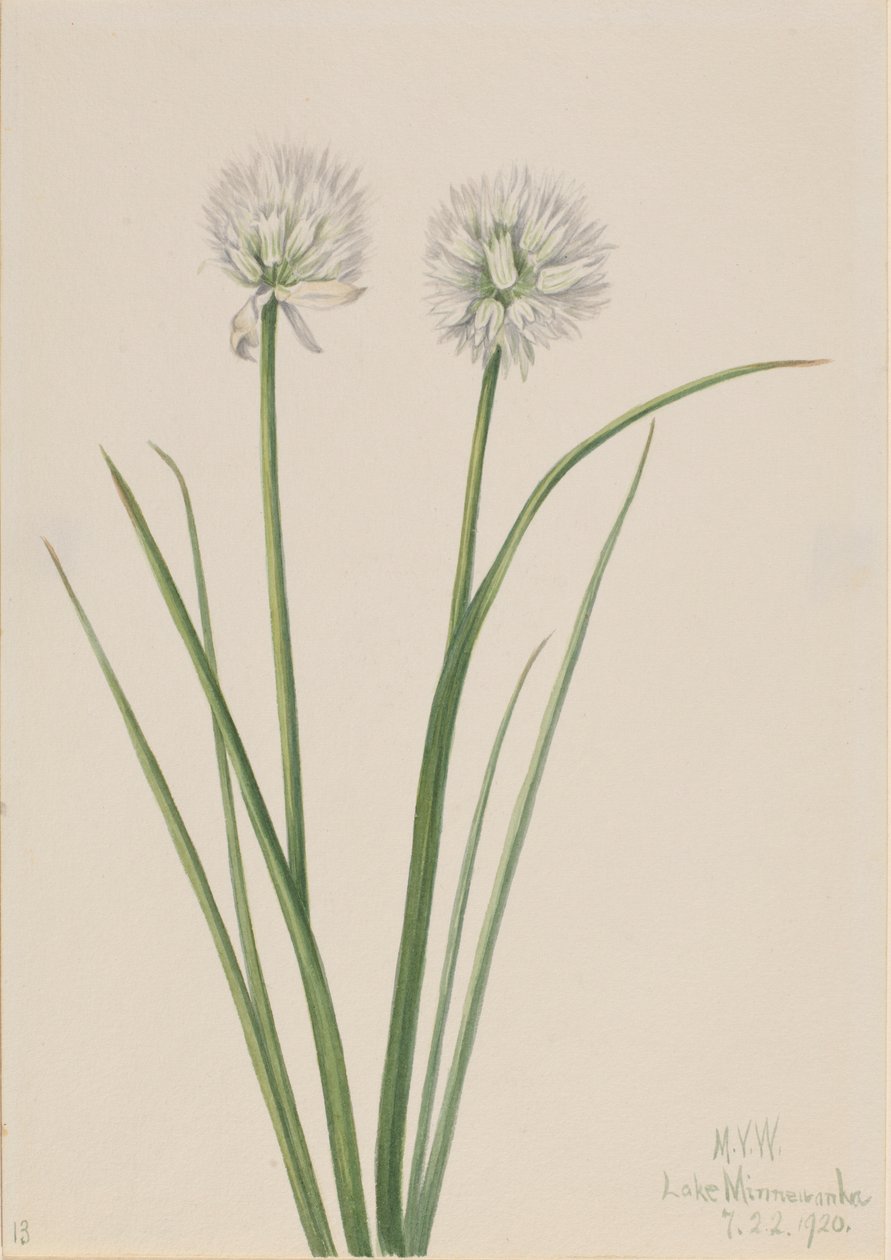  by Mary Vaux Walcott