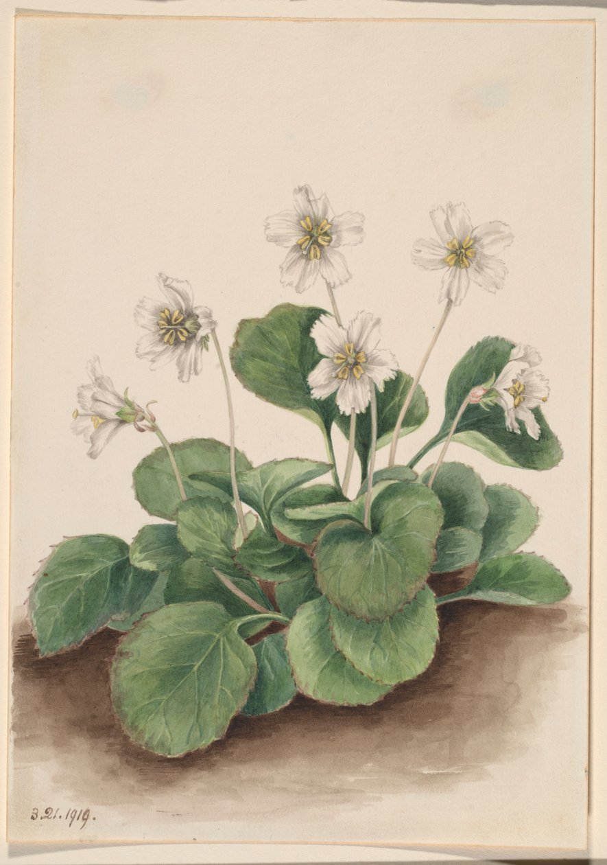  by Mary Vaux Walcott