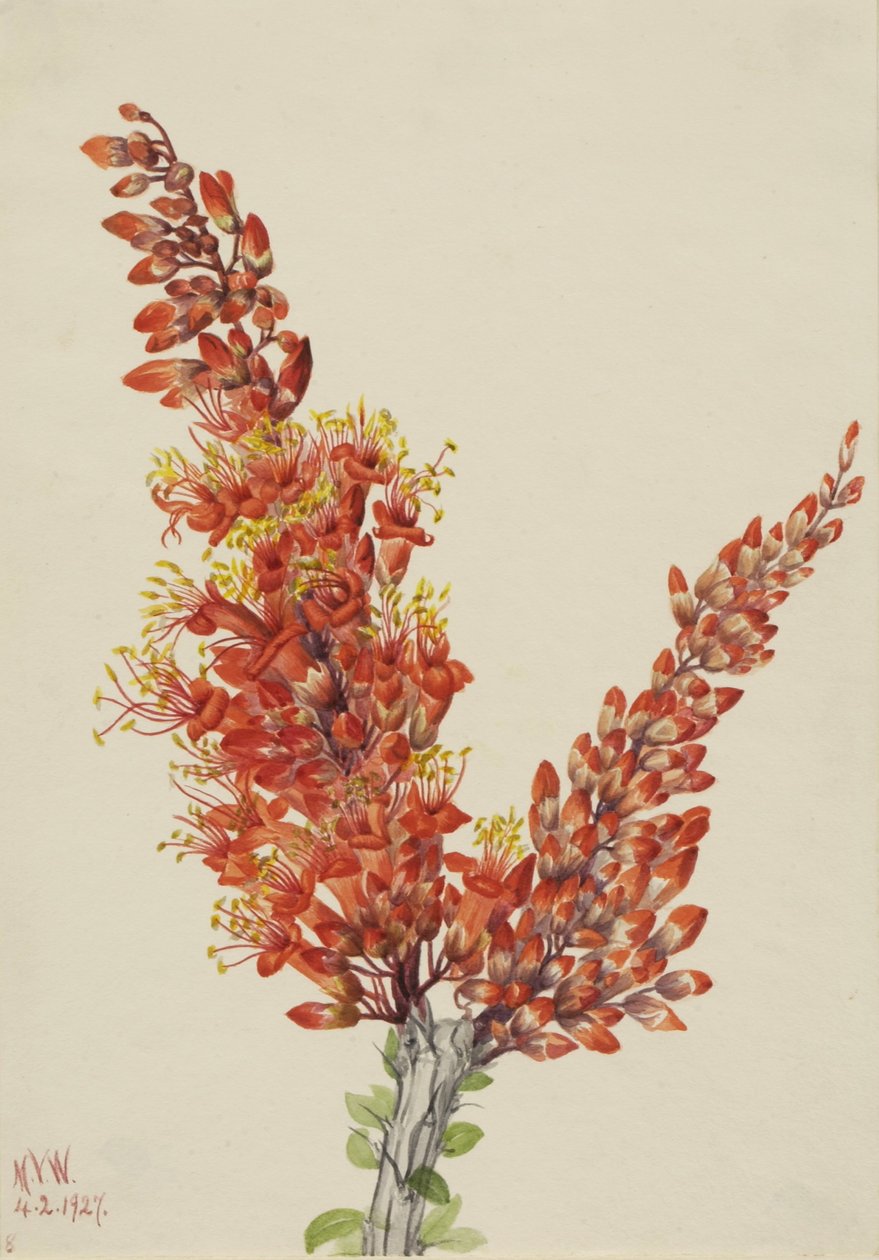  by Mary Vaux Walcott