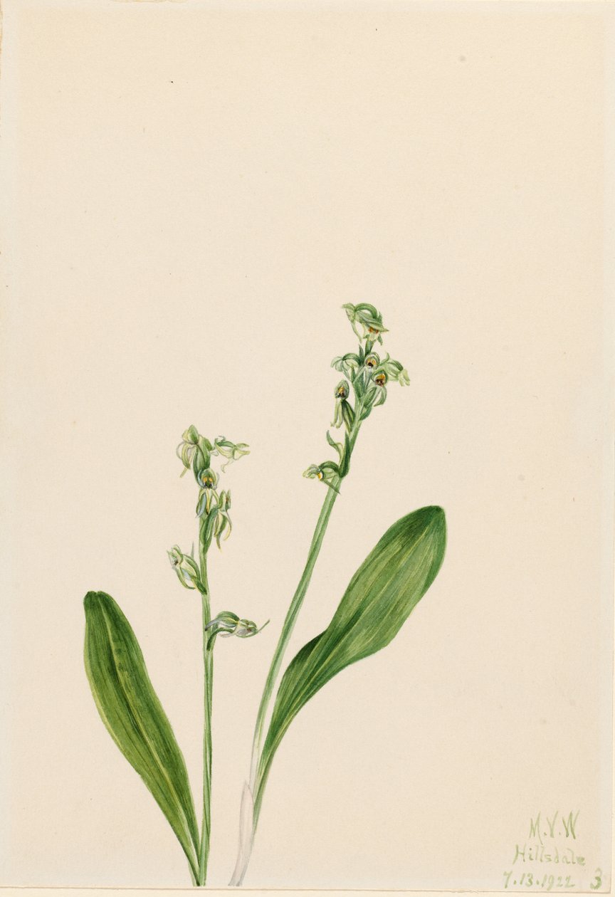  by Mary Vaux Walcott