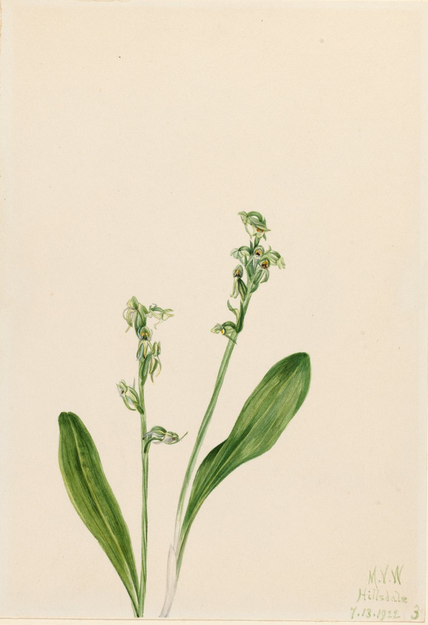 Tek Yapraklı Bataklık-Orkide Habenaria obtusata, 1922 by Mary Vaux Walcott