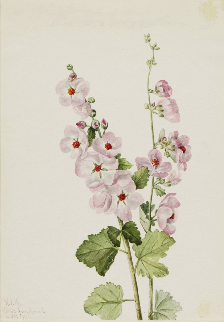  by Mary Vaux Walcott