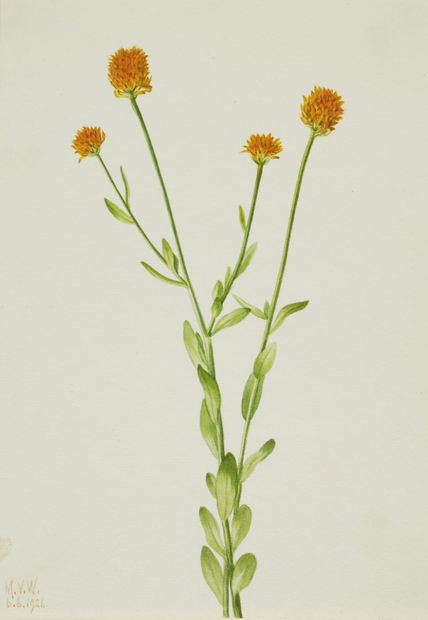 Turuncu Polygala (Polygala lutea) by Mary Vaux Walcott