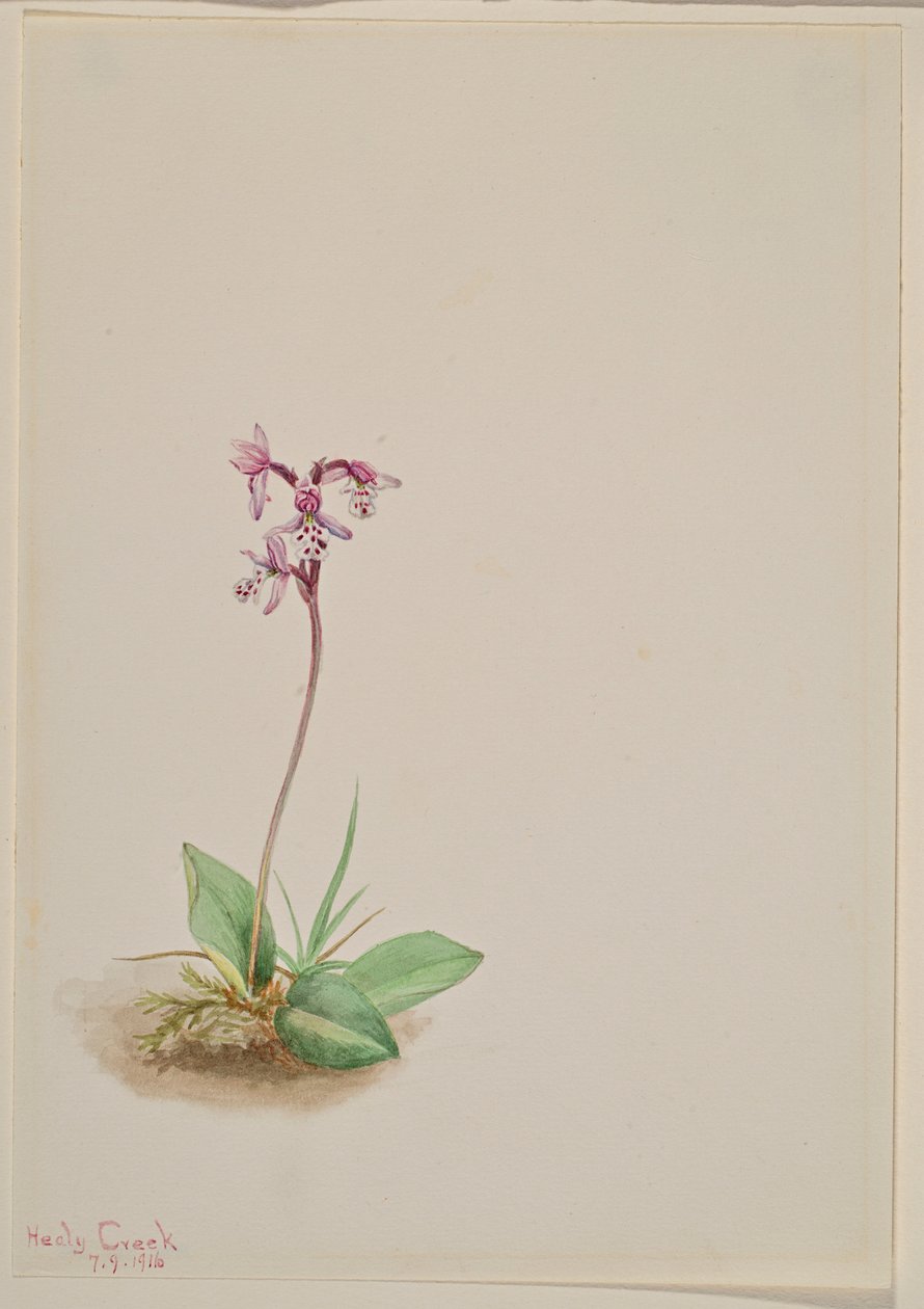  by Mary Vaux Walcott