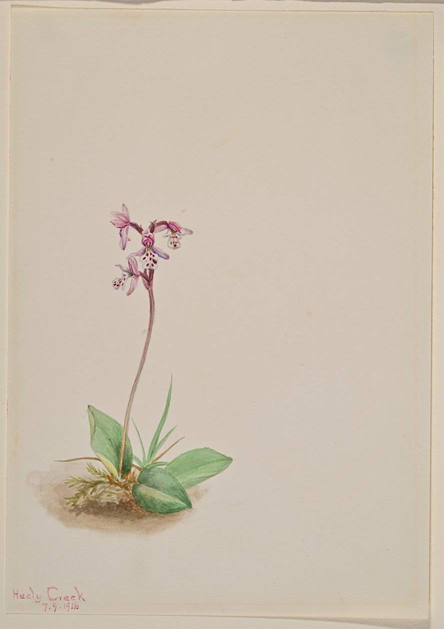 Orchis Orchis rotundifolia, 1916. by Mary Vaux Walcott