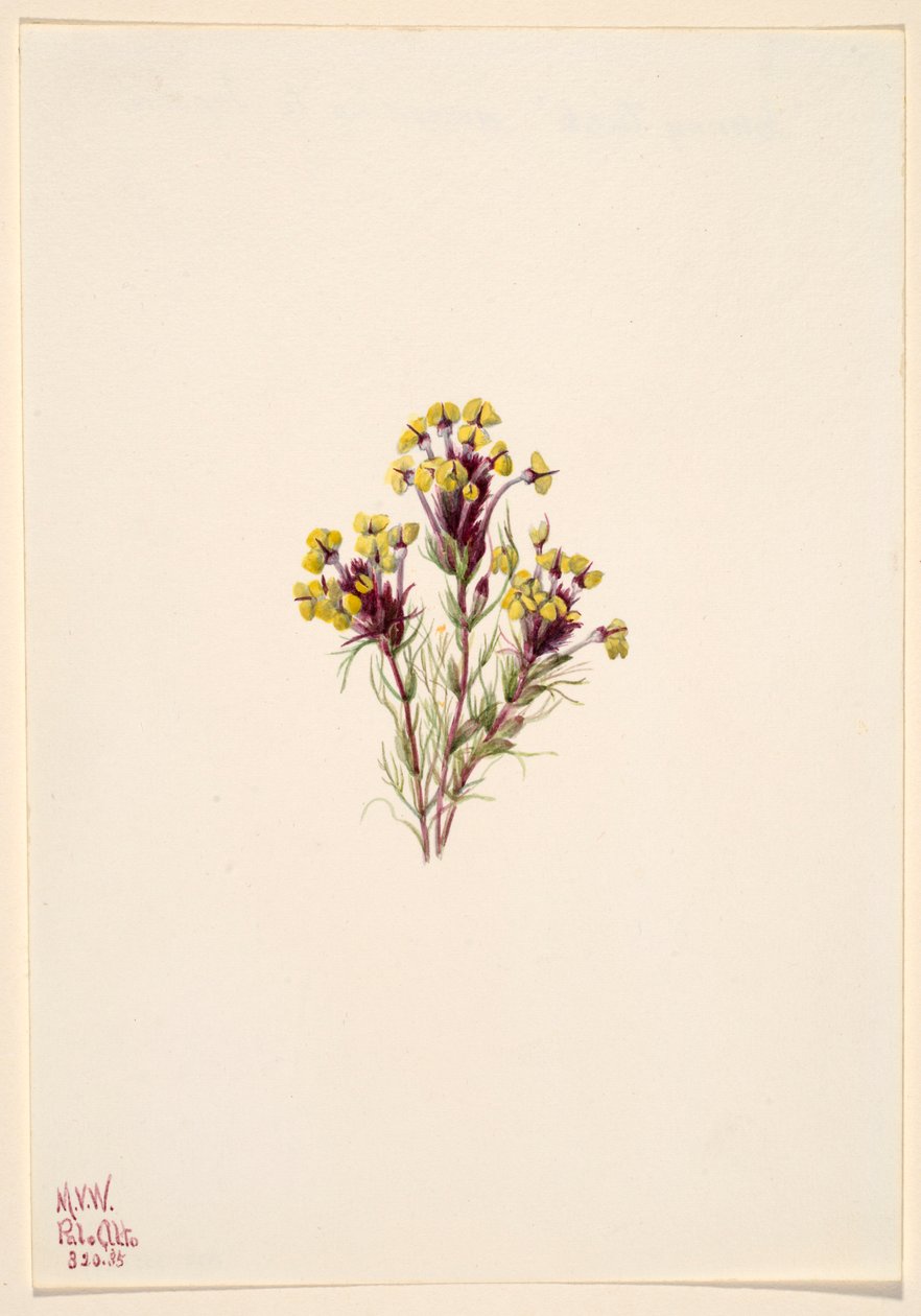  by Mary Vaux Walcott