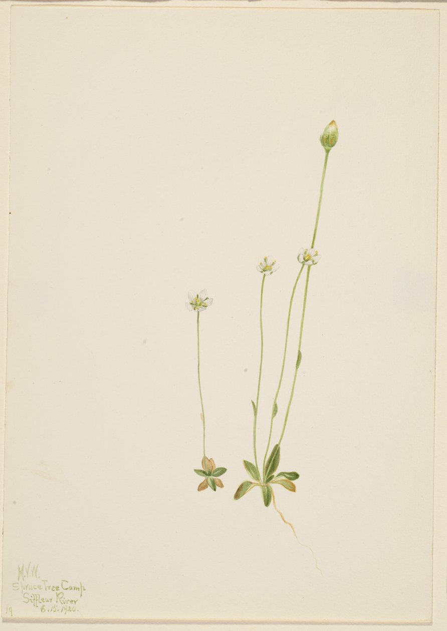  by Mary Vaux Walcott