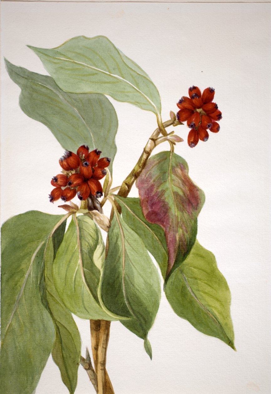Pasifik Kızılcık Cornus nuttallii, 1933. by Mary Vaux Walcott