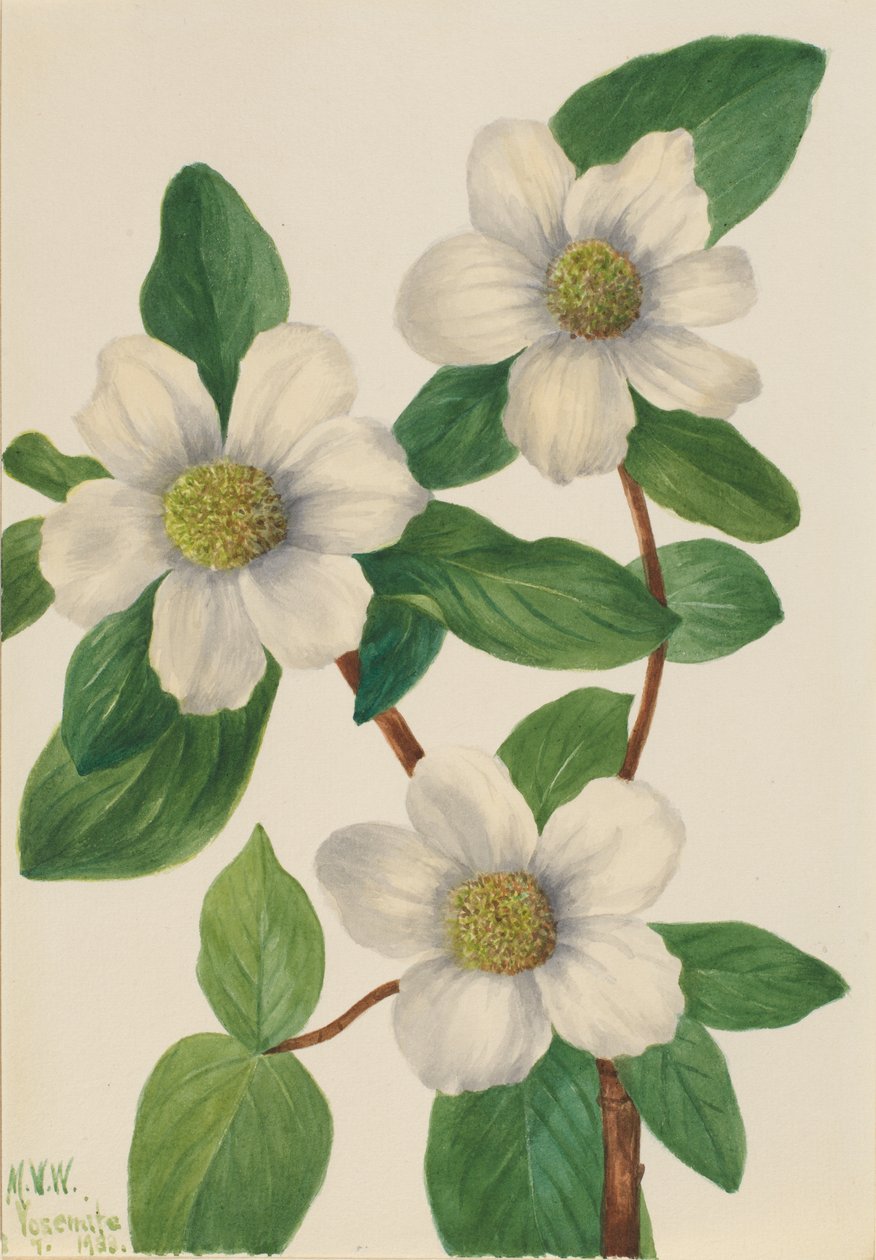 Pasifik Kızılcık Cornus nuttallii, 1933. by Mary Vaux Walcott