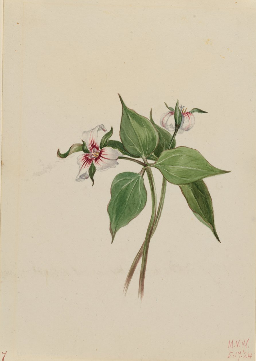  by Mary Vaux Walcott