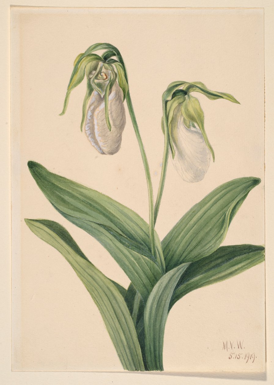  by Mary Vaux Walcott