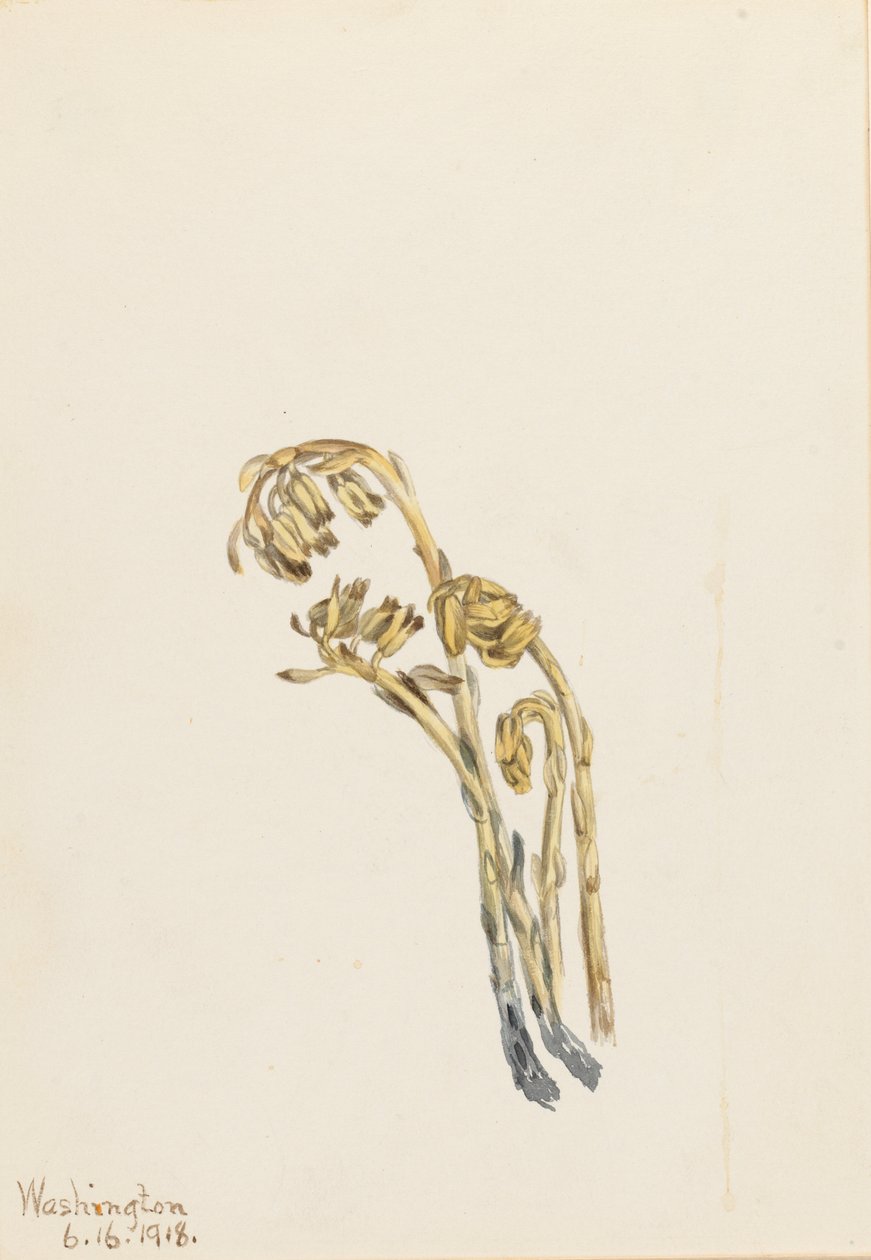  by Mary Vaux Walcott