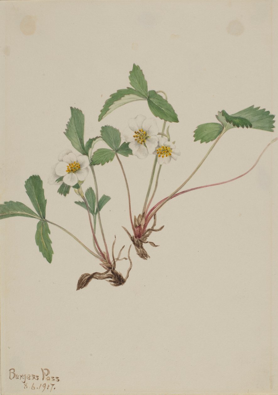  by Mary Vaux Walcott