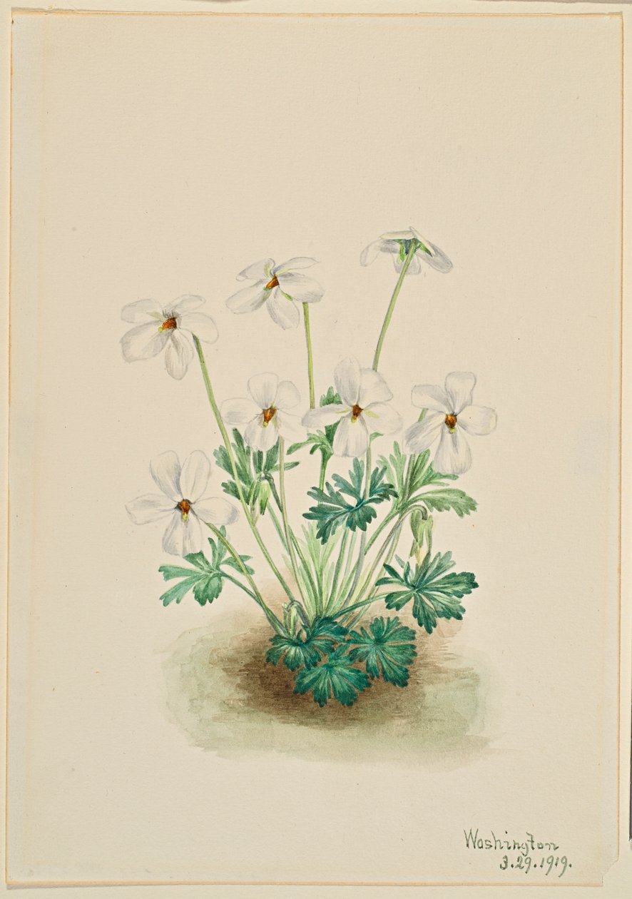  by Mary Vaux Walcott