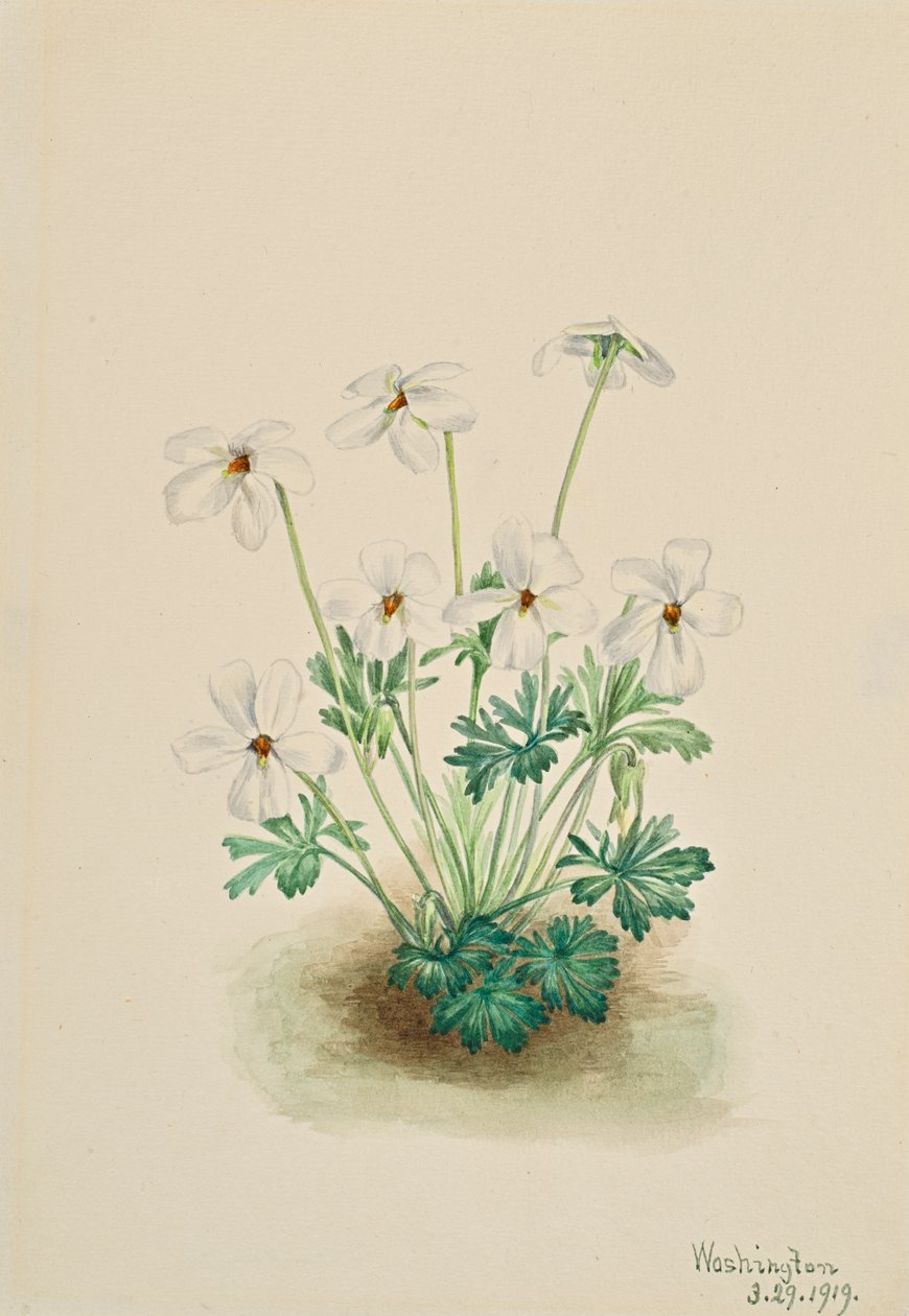 Pansy Violet Viola sırtı, 1919. by Mary Vaux Walcott