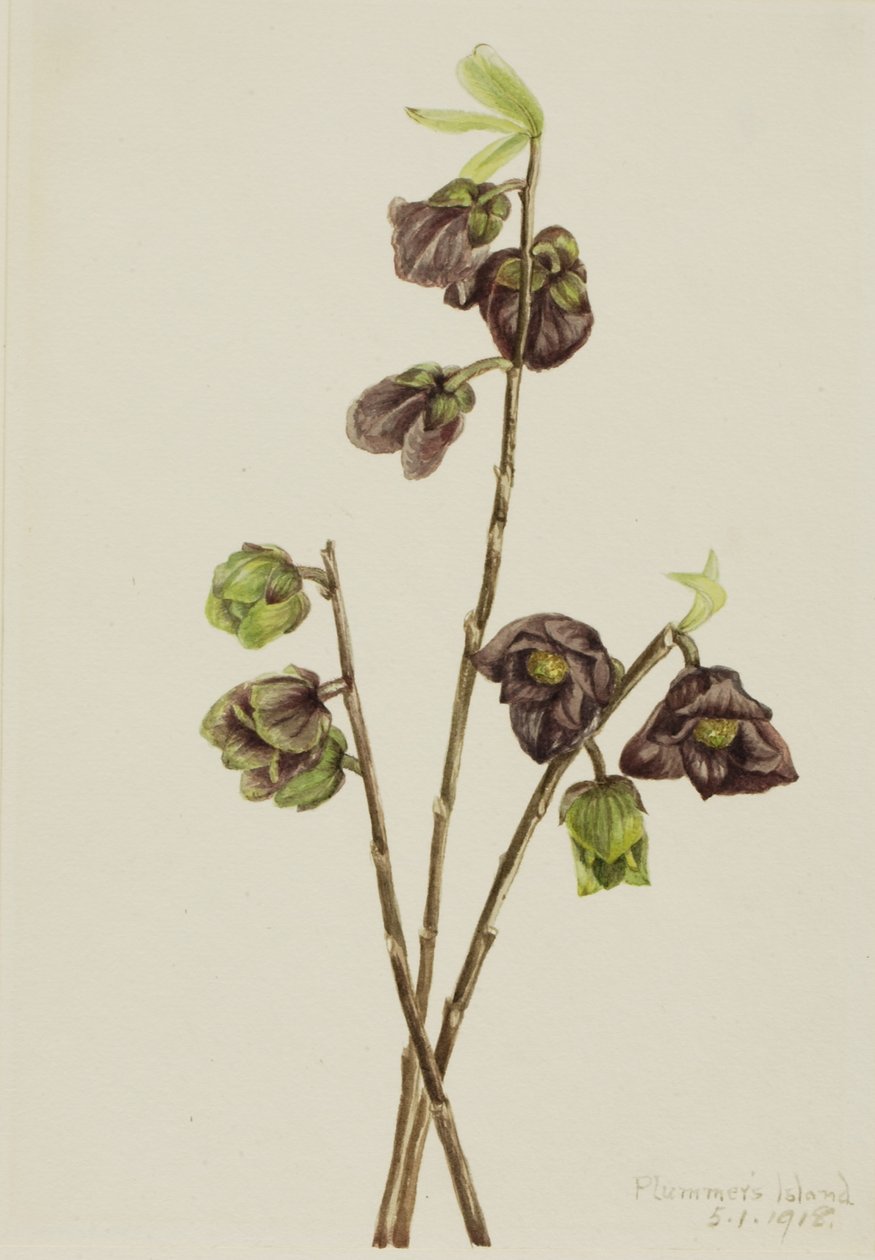  by Mary Vaux Walcott