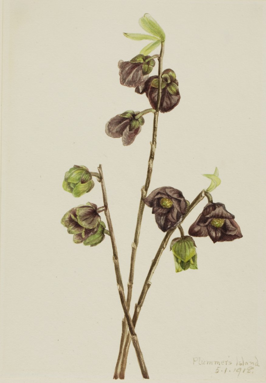 Papaw Asimina triloba, 1918. by Mary Vaux Walcott