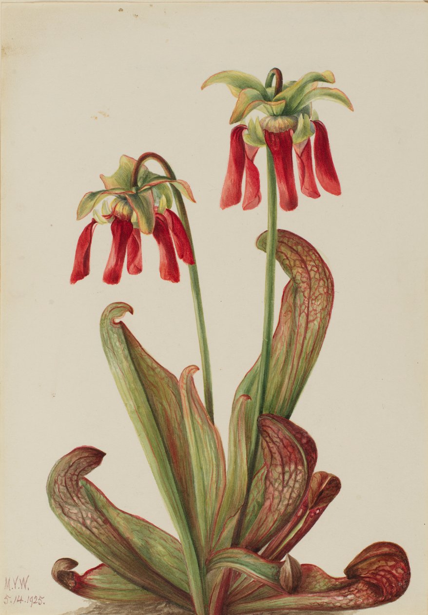  by Mary Vaux Walcott